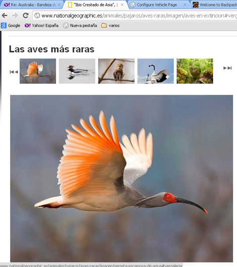 Fotografias de aves raras ( Concurso National Geographic )