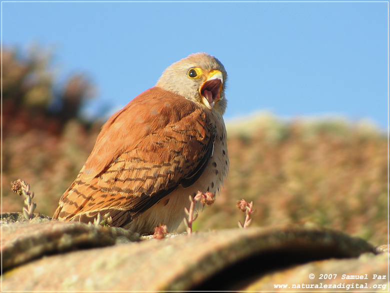 Cerncalo primilla (Falco naumanni)