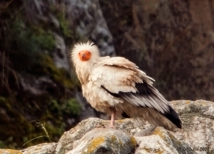Aves y Fauna del Abadengo XI (Alimoche testimonial)