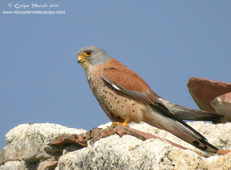 Cerncalo primilla (Falco naumanni)
