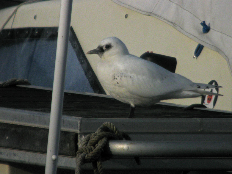 Gaviota marfilea (Pagophila eburnea) Ivory gull