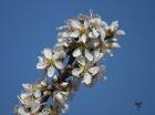 ALMENDRO ... EN FLOR.-  Prunus amygdalus.-  ¡¡¡¡¡  YA ES PRIMAVERA  !!!!!.