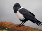 Corvus albus!!!